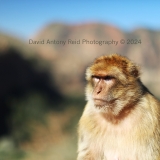 Macaque